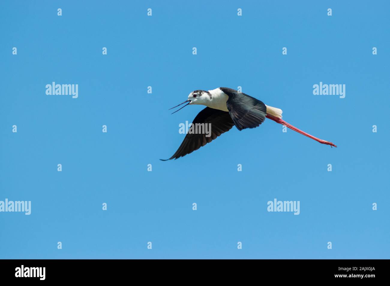 Black-winged Stilt ( Himantopus himantopus ) Distretto di Aveiro Portogallo Foto Stock