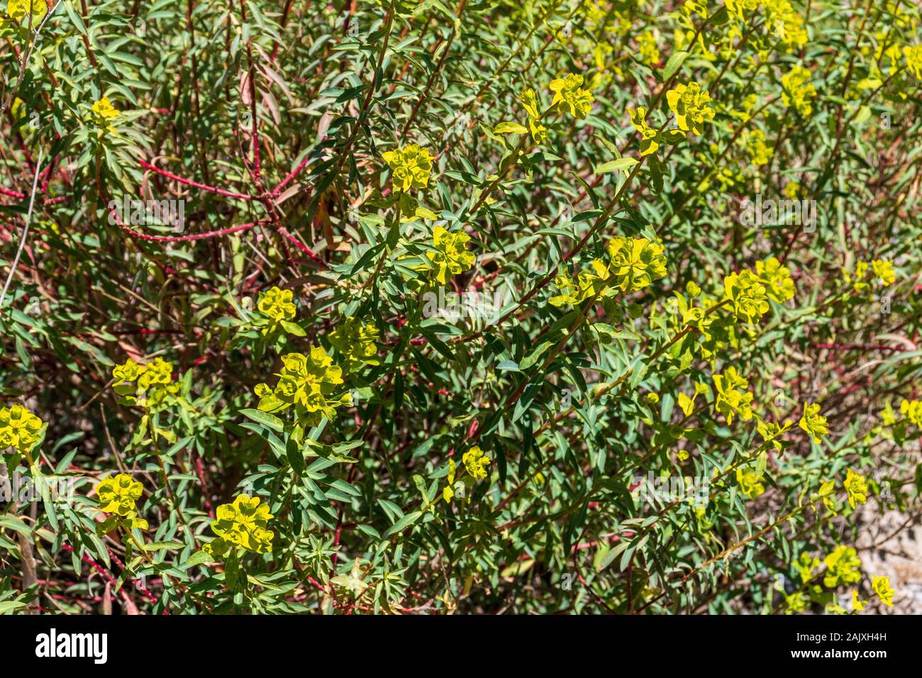 Euphorbia sp. Spurge pianta in fiore Foto Stock