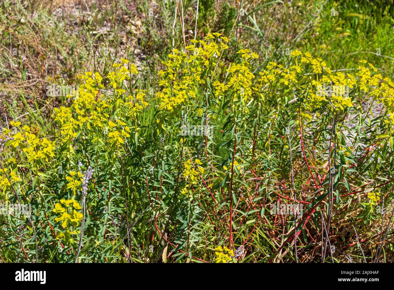Euphorbia sp. Spurge pianta in fiore Foto Stock