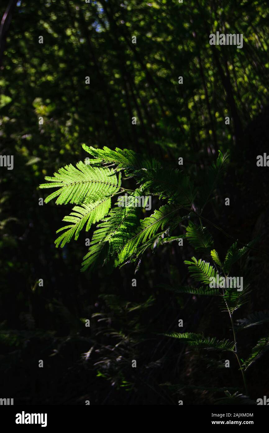 Specie di alberi invasivi nel Minho Portogallo Foto Stock