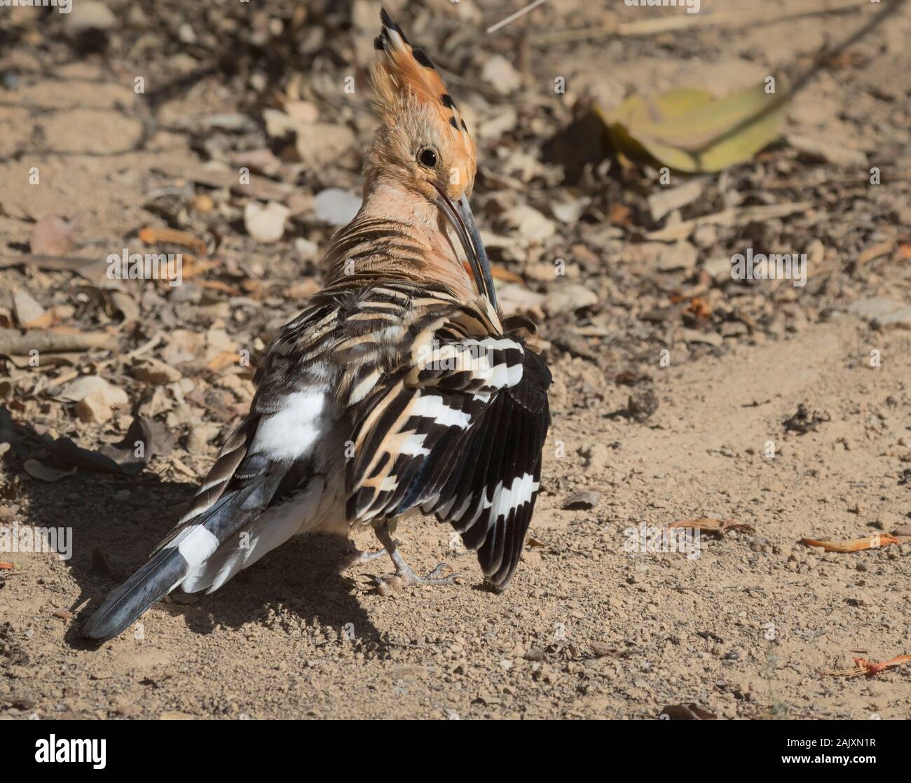 Israele uccello nazionale, Eurasian Upupa (Upupa epops) la pulizia di piume, Israele Foto Stock
