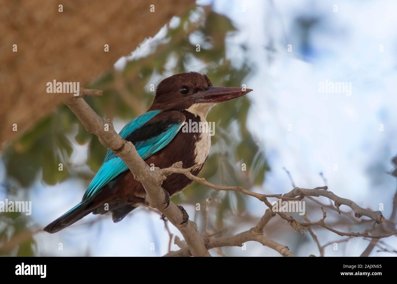 Il bianco-throated kingfisher (Halcyon smyrnensis) presso il parco della città, Beerseba, Israele Foto Stock