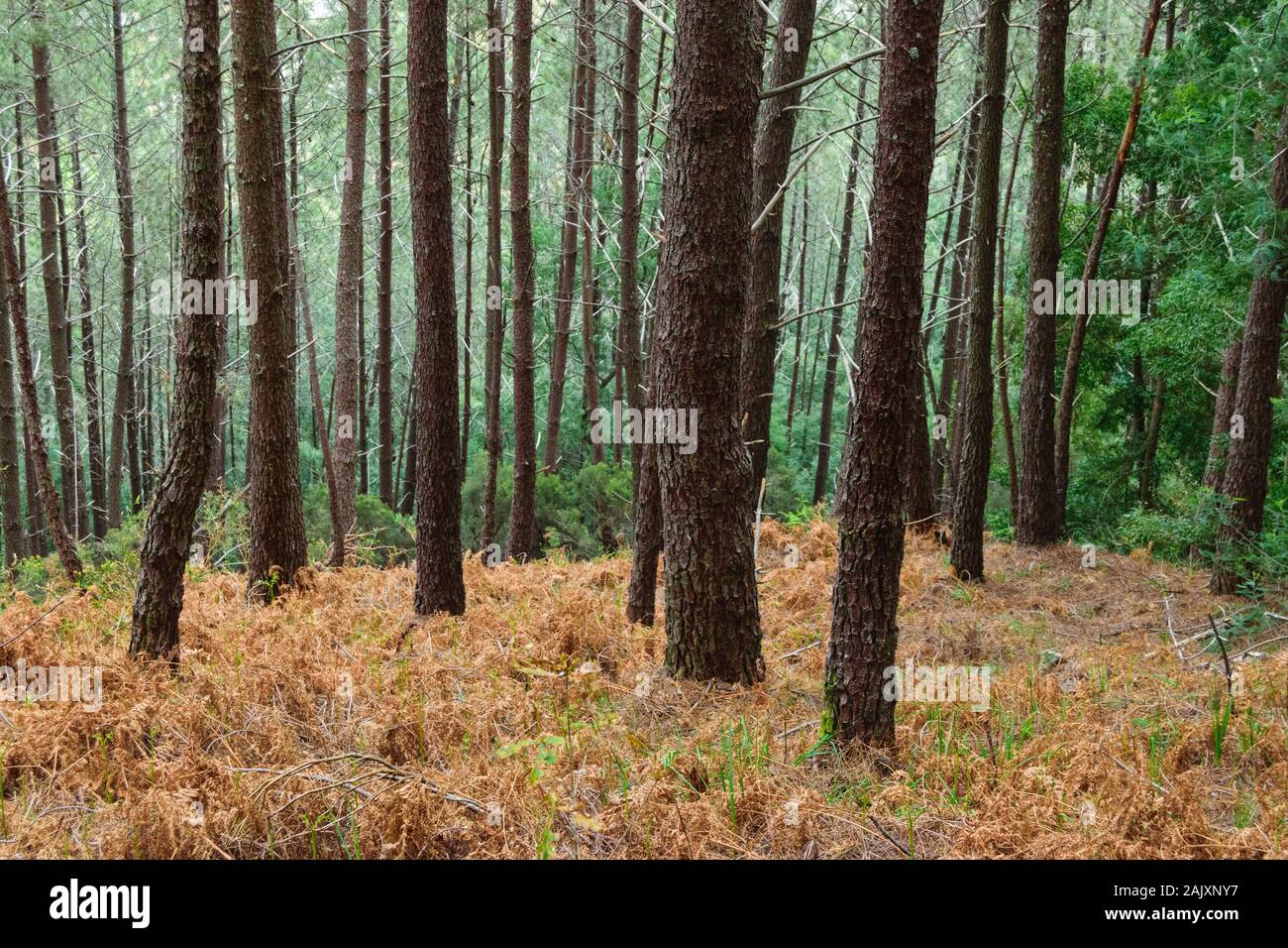 Pineta di Pinus pinaster nelle montagne del MInho del Portogallo Foto Stock