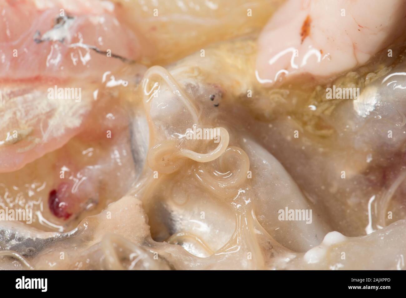 Anisakid parassiti nematodi negli intestini di un, Merlano Merlangius merlangus, che è stato catturato sulla biella e la linea a Morecambe Bay da una barca che ho Foto Stock