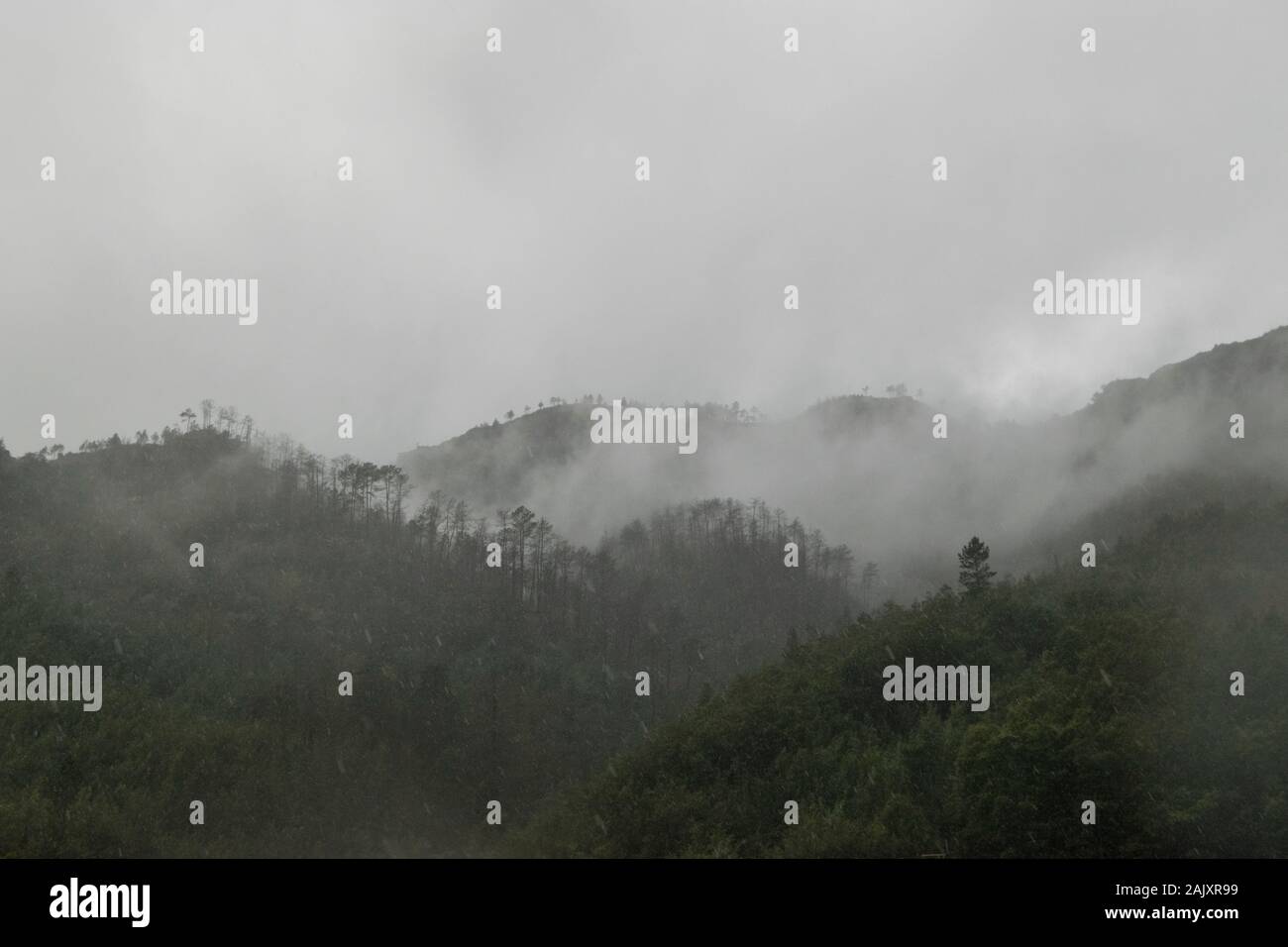 Nuvola foresta paesaggio misty nel Minho Portogallo Foto Stock