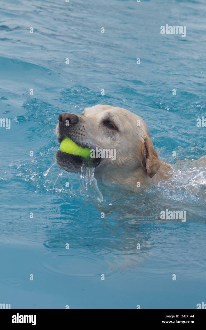 labrador dorato nuotare per la sua palla in una piscina. Foto Stock