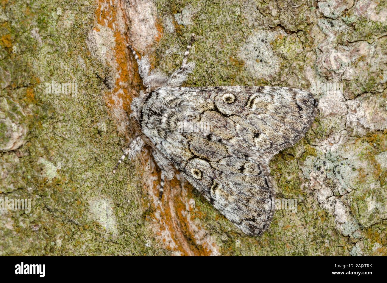 La Laugher (Charadra deridens) Moth poggiante sulla quercia di castagno. Weiser la foresta di stato, Pennsylvania, la molla. Foto Stock