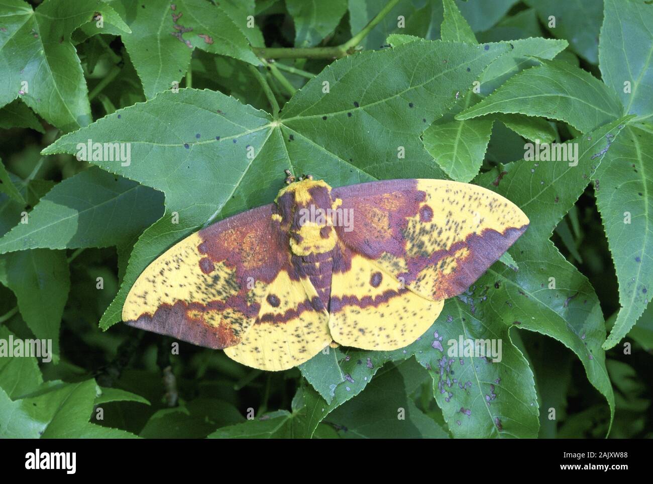 Imperial Moth (Eacles imperialis) maschio su Sweetgum tree. Congaree National Park, Sud Carolina, Giugno. Foto Stock