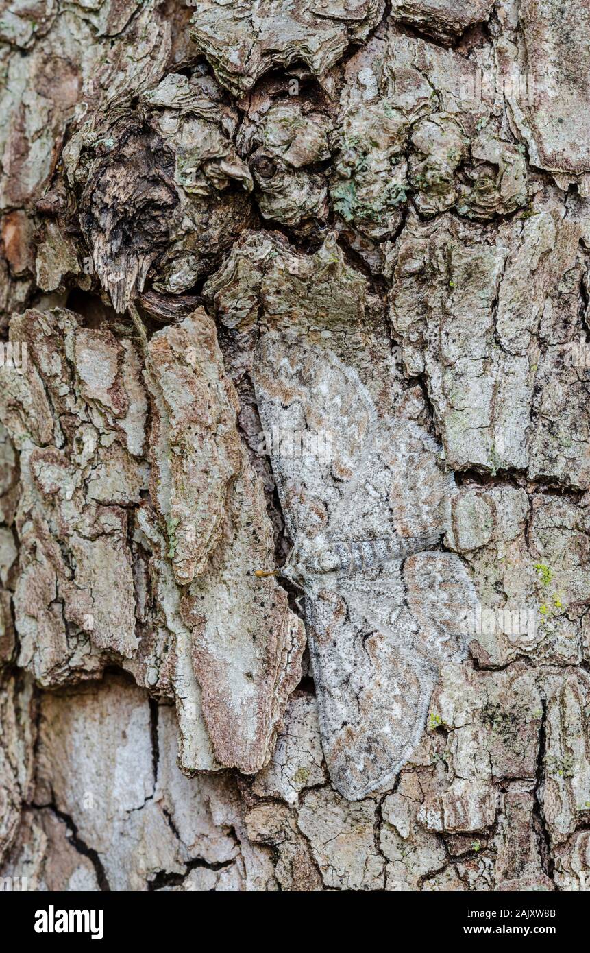 Bent-linea grigia (Iridopsis larvaria) falena adulta che mostra il camuffamento in quanto si trova sul lato della fioritura Sanguinello tree. Lancaster County, PA, la molla. Foto Stock