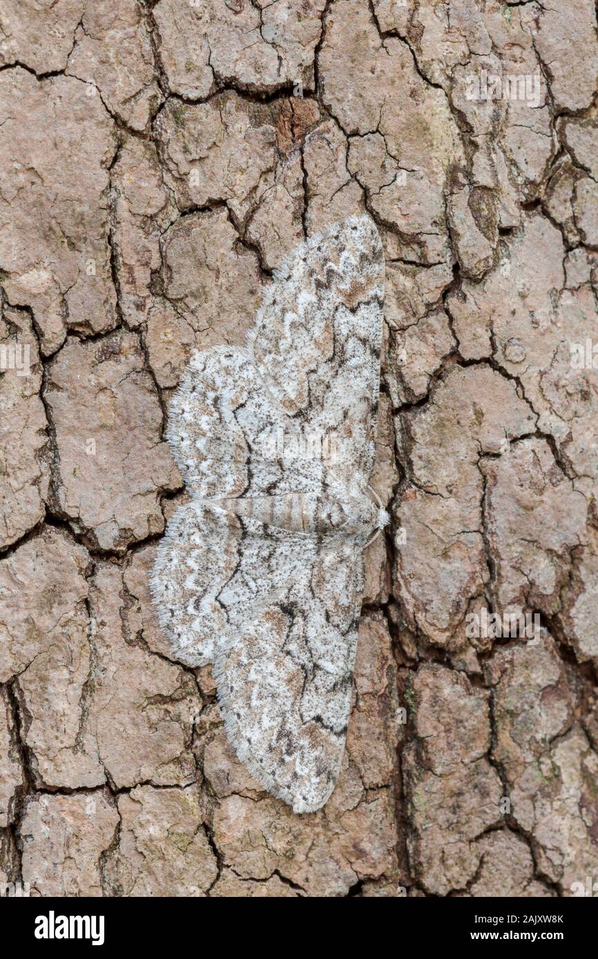 Bent-linea grigia (Iridopsis larvaria) falena adulta che mostra il camuffamento in quanto si trova sul lato della fioritura Sanguinello tree. Lancaster County, PA, la molla. Foto Stock