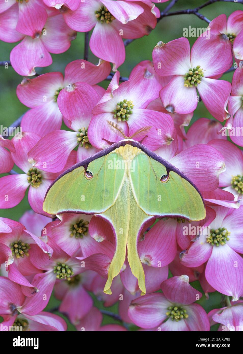 Luna Moth (Actias luna) in rosa fioritura sanguinello. John J. Tyler Arboretum, Delaware County, Pennsylvania, la molla. Foto Stock
