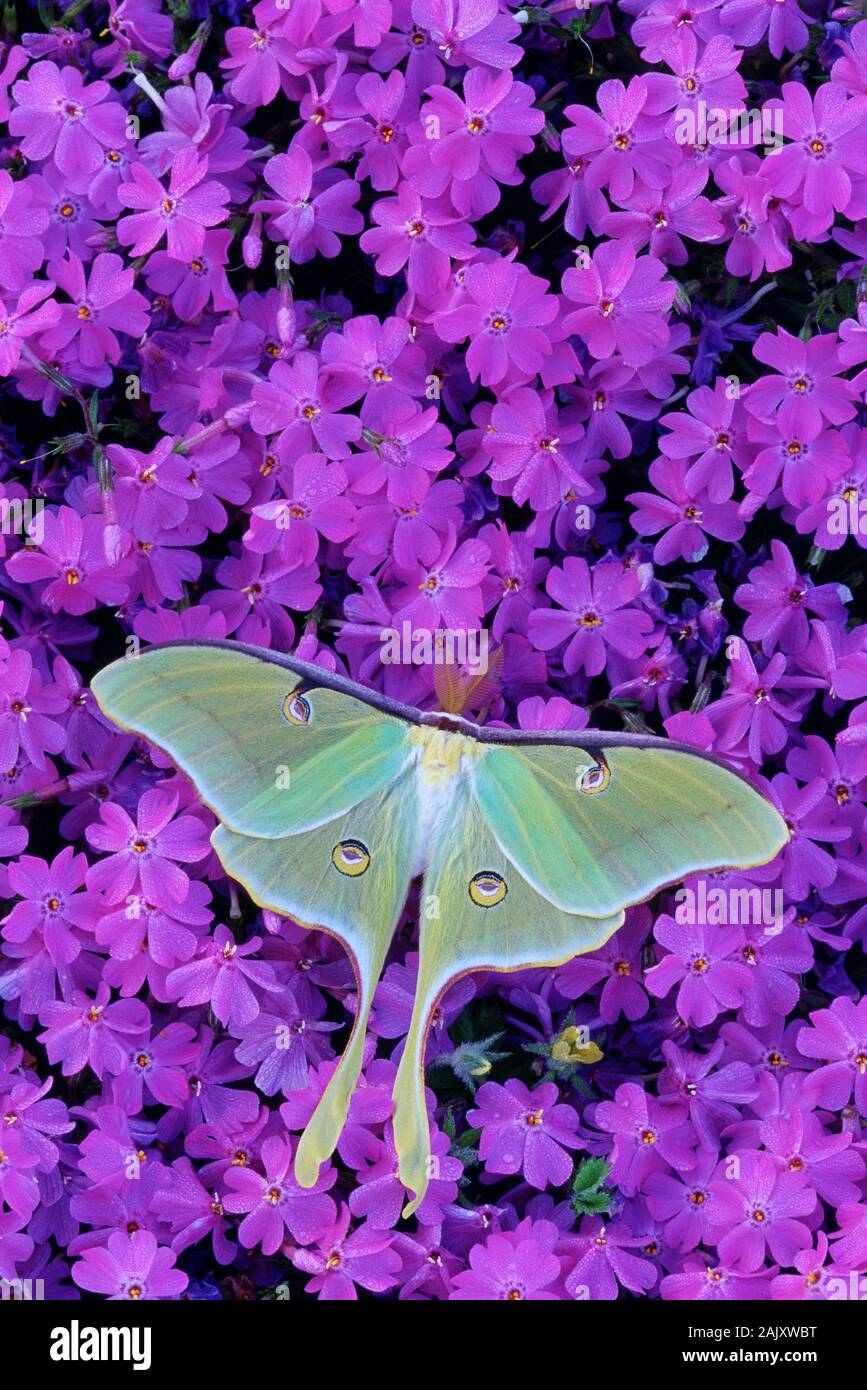 Luna Moth (Actias luna) Molla maschio di covata su moss phlox fiori. Pennsyvlania, la molla. Foto Stock