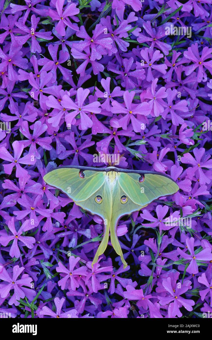 Luna Moth maschio su moss phlox fiori, New Jersey, Aprile. Foto Stock