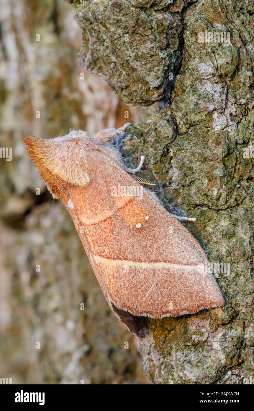Bianco-punteggiato (prominente Nadata gibbosa) adulto in appoggio sulla quercia di castagno. Weiser la foresta di stato, Pennsylvania, la molla. Foto Stock