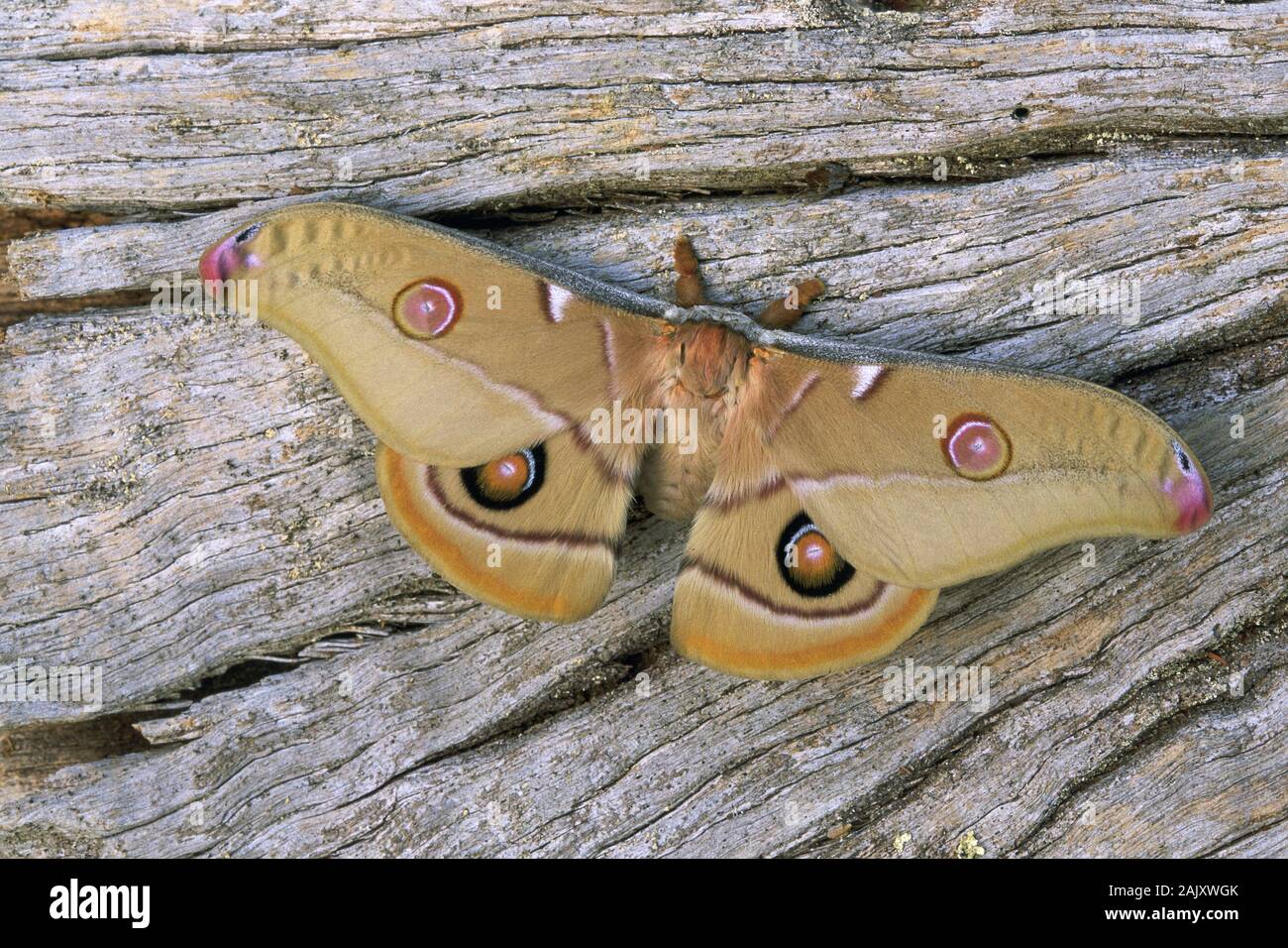 L'imperatore Gum Tarma (Opodipthera eucalypti) aka eucalipto Gum Moth. Australia. Foto Stock