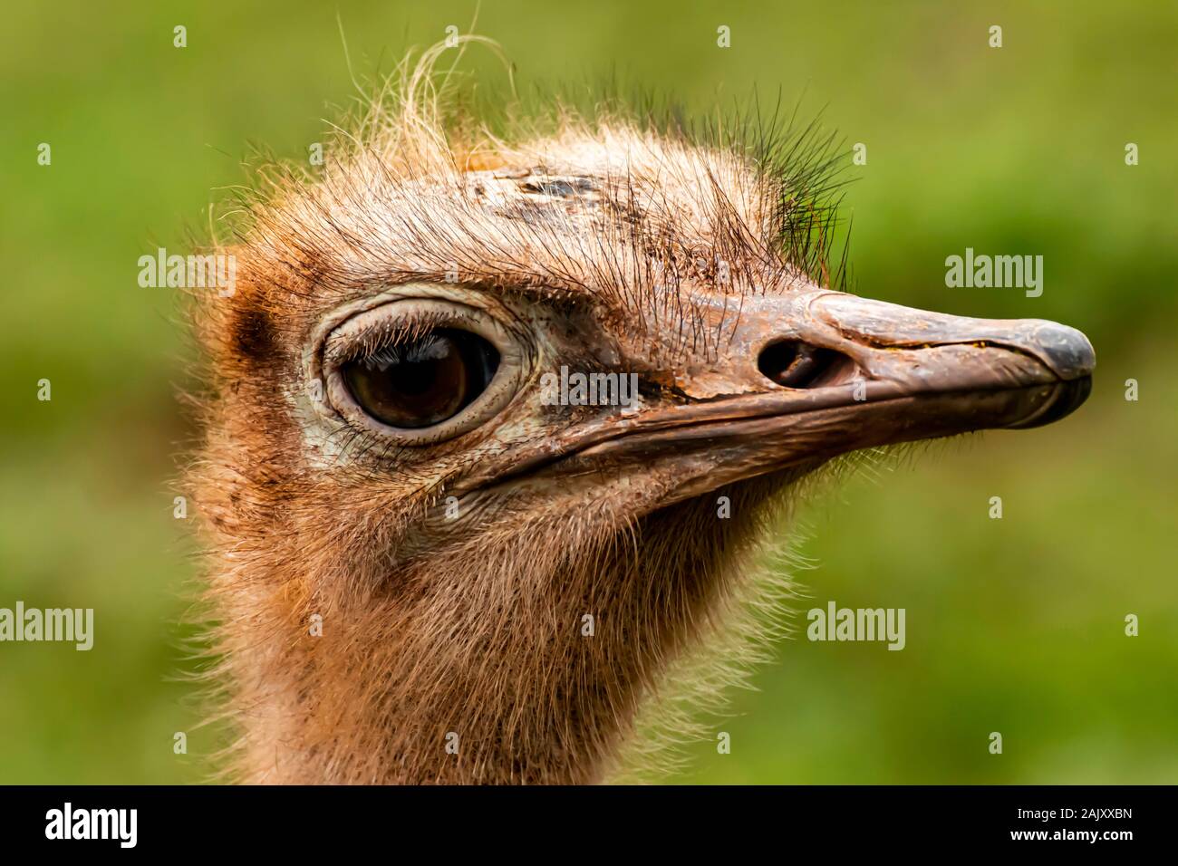 Struzzo Red-Necked a Paignton Zoo, Devon, Regno Unito Foto Stock