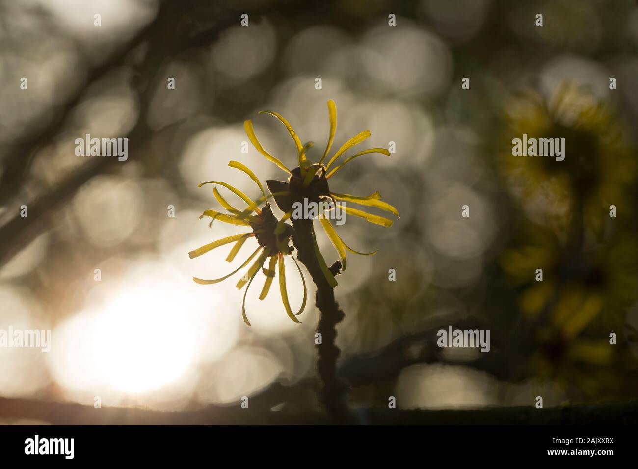 Amamelide fiori, Hamamelis mollis, nel mese di dicembre in un giardino in Lancashire, North West England Regno Unito GB Foto Stock