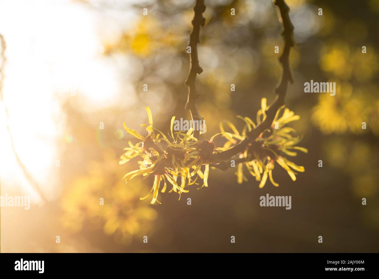 Amamelide fiori, Hamamelis mollis, in gennaio in un giardino in Lancashire, North West England Regno Unito GB Foto Stock