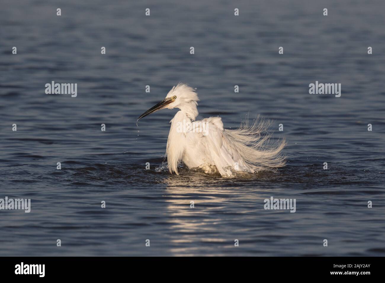 Le garzette, lavaggio in acqua dolce - Norfolk. Foto Stock