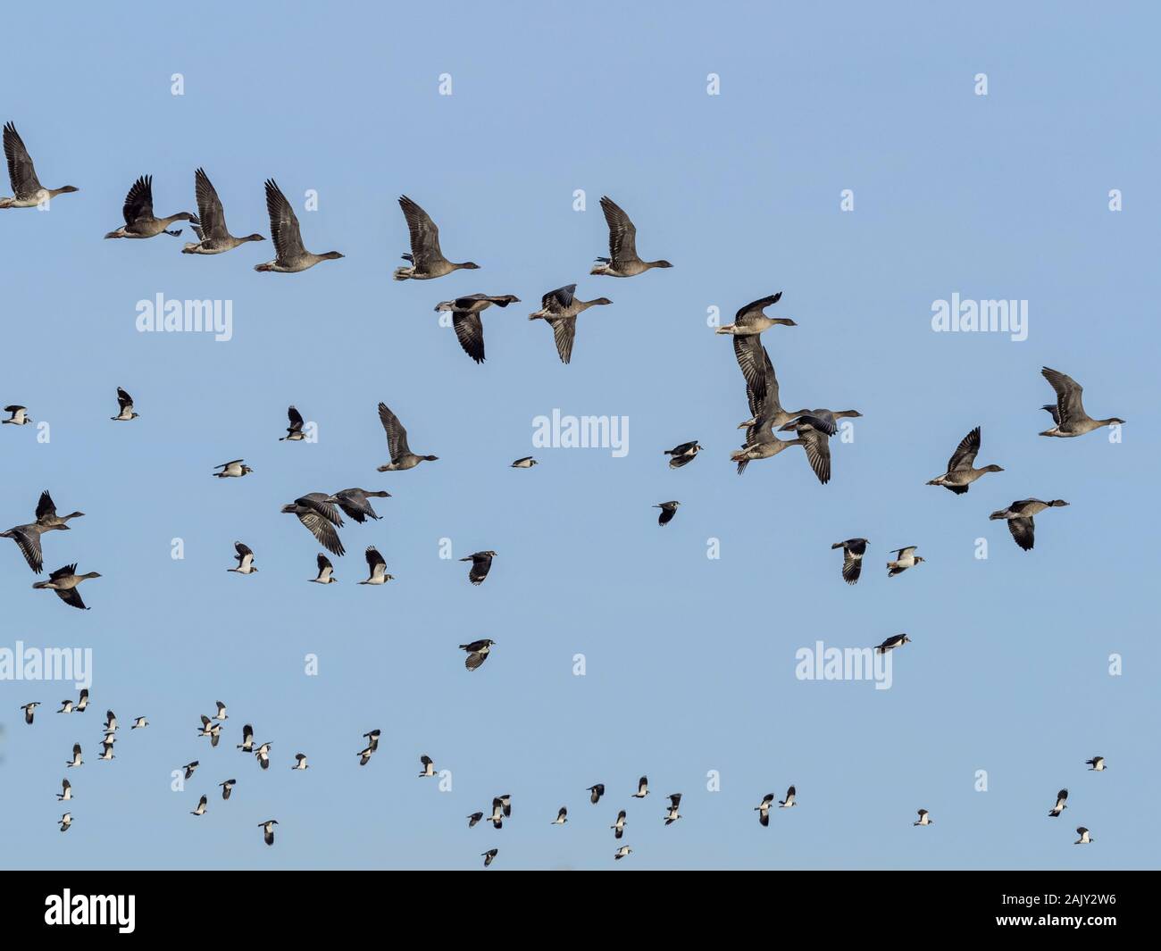 Pink footed oche in volo con Lapwings, Norfolk. Foto Stock