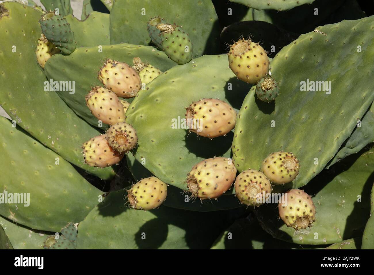 Fichidindia ( Opuntia ficus-indica) tonno (frutta) Foto Stock