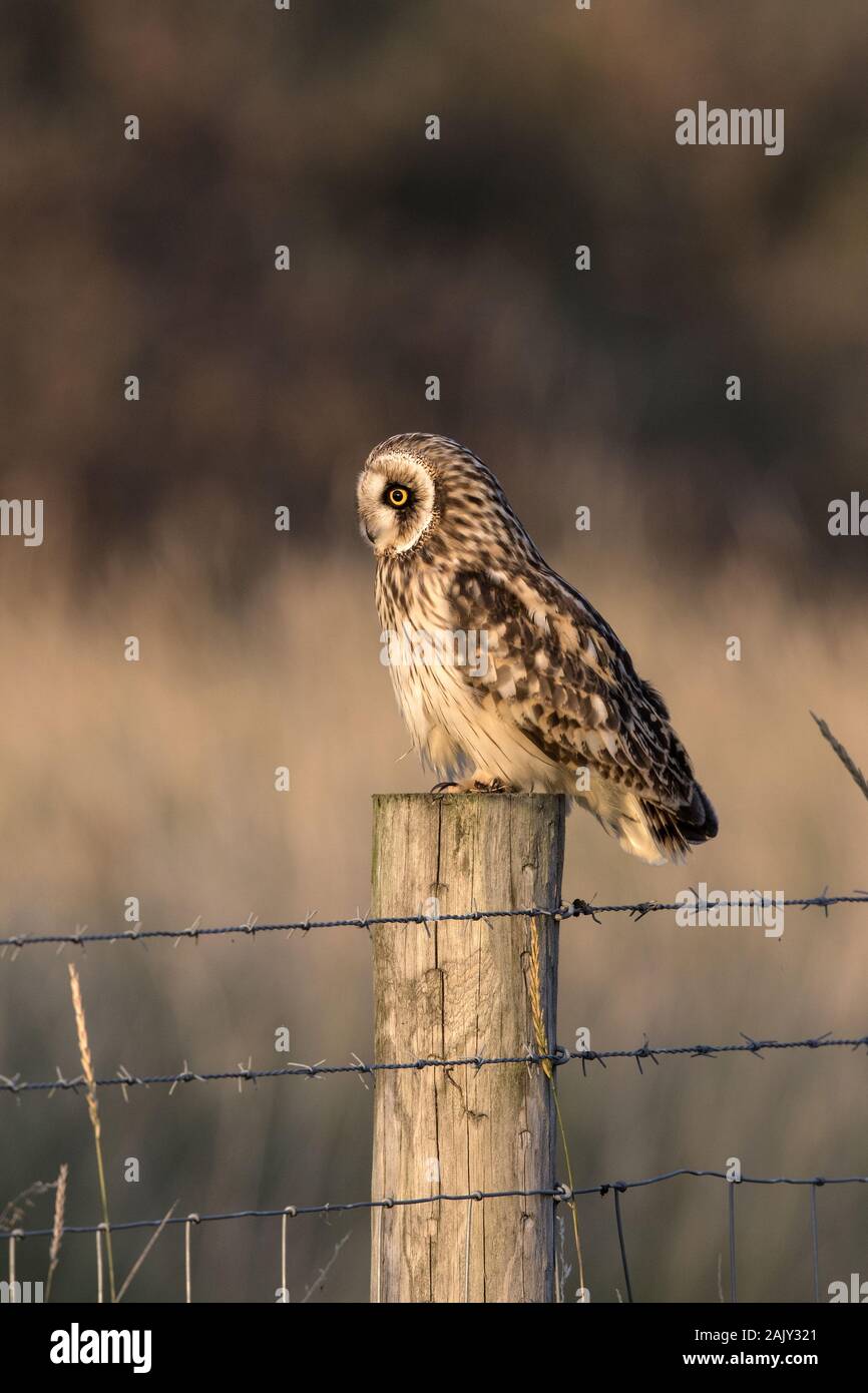 Breve eared Owl sul palo da recinzione, autunno, Norfolk. Foto Stock