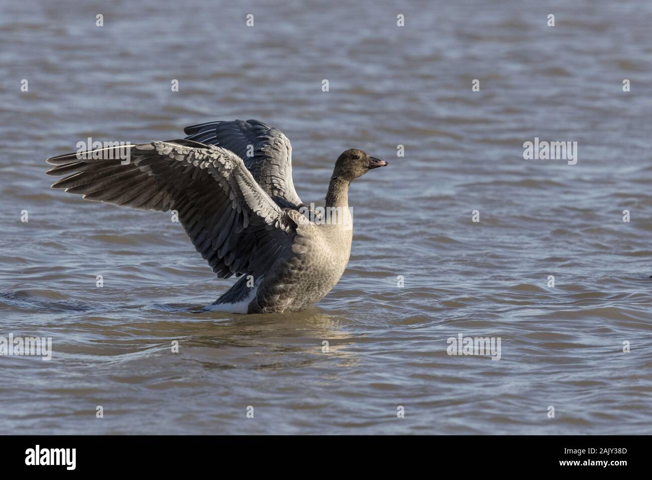 Pink footed Goose, in Deepdale Marsh lavaggio in acqua dolce. Norfolk Foto Stock