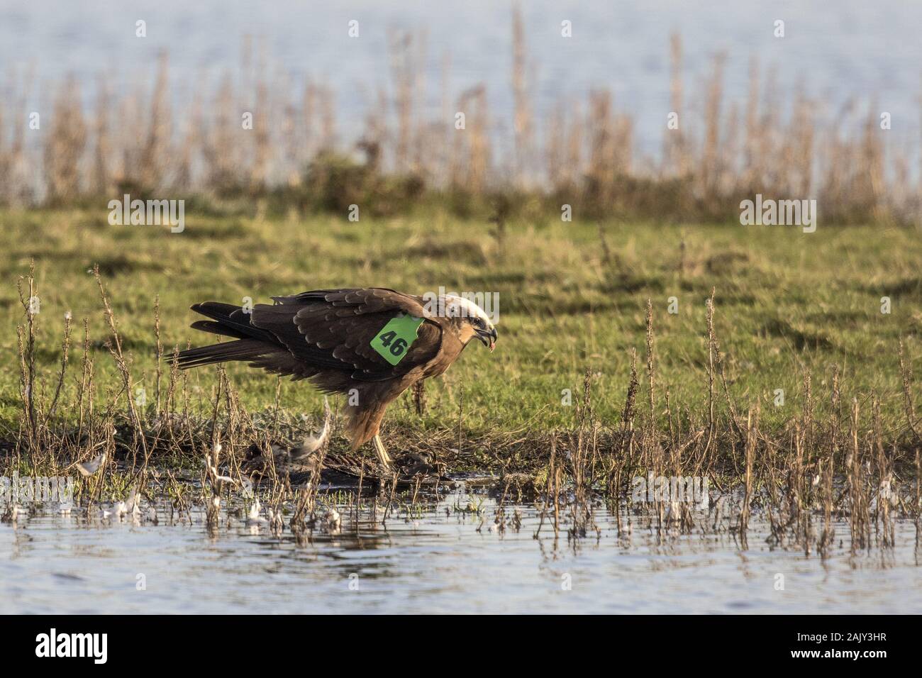 Falco di palude - contrassegnate come una femmina nestling [sesso determinato da tarsus misure] su XX giugno 2018 a Holkham Norfolk Foto Stock
