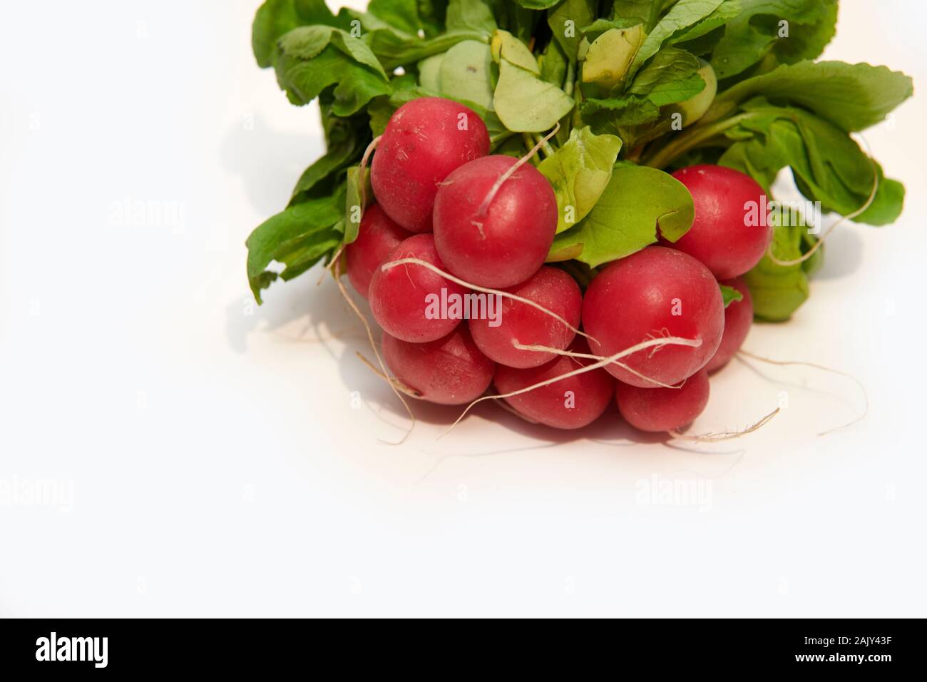 Un nuovo mazzo di unione Ravanelli (Raphanus sativus) su una cucina bianca top Foto Stock
