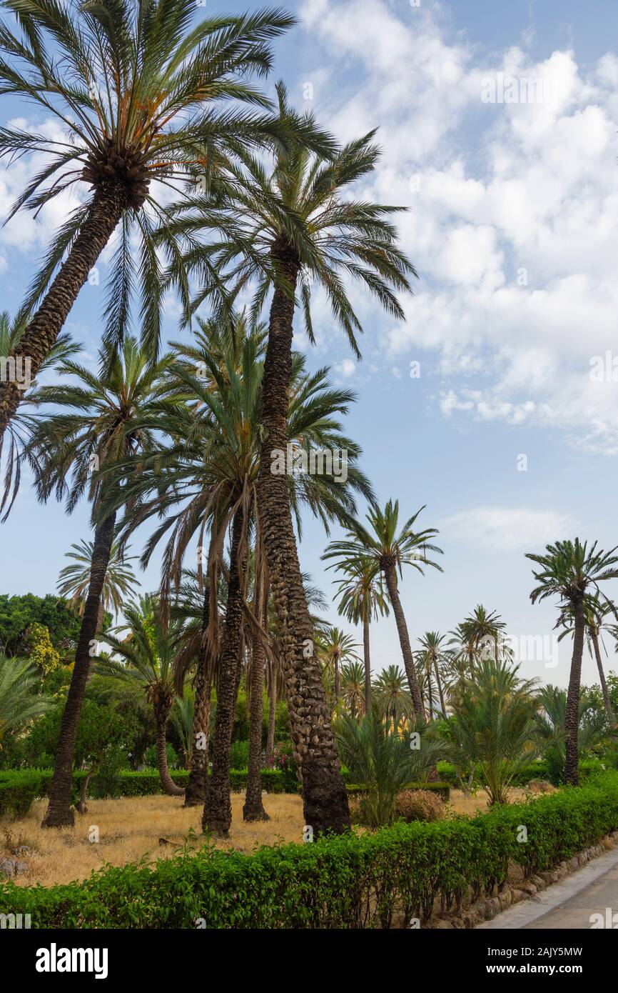 Palme da cocco parco tropicale a Palermo, Sicilia - Italia. Foto Stock