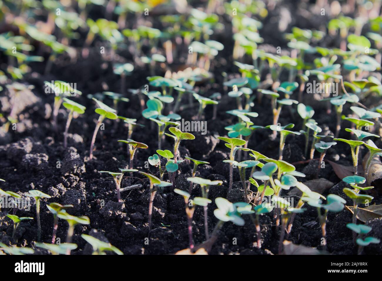 Piccoli germogli di semi di ravizzone o di colza Semi di colza in primavera nei campi. Giovani germogli di mostarda, vista dall'alto Foto Stock