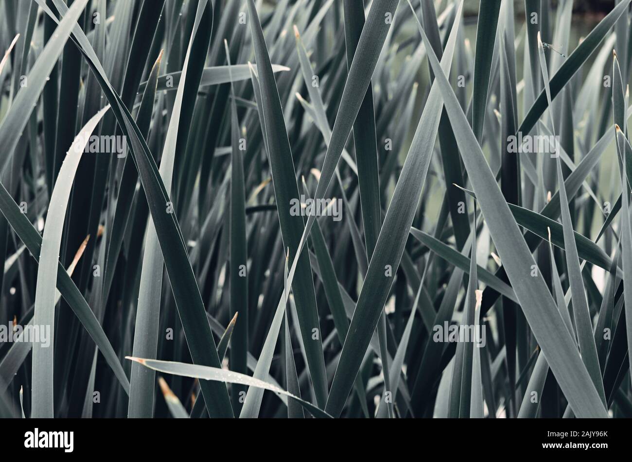 Tifa (Typha) lame di balestra. Elaborati per moody monocromatici e a freddo i toni scuri. Closeup shot Foto Stock Tifa (Typha) lame di balestra. Elaborati per moody monocromatici e a freddo i toni scuri. Closeup shot Foto Stock