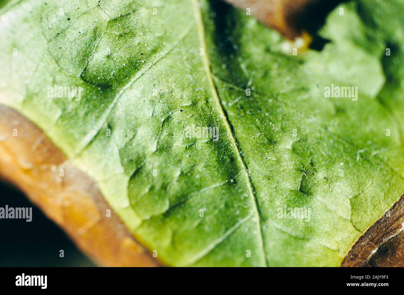 Morto di caffè secco foglie di piante con bordo di ingiallimento. Macro. Struttura di foglie. Le vene, costola. Molto leggera profondità di campo a. Le particelle di polvere su impianto Foto Stock