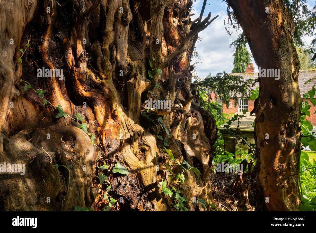 2500 anno vecchio albero di Yew nel sagrato alla Chiesa di Tutti i Santi, Claverley, Shropshire. Foto Stock