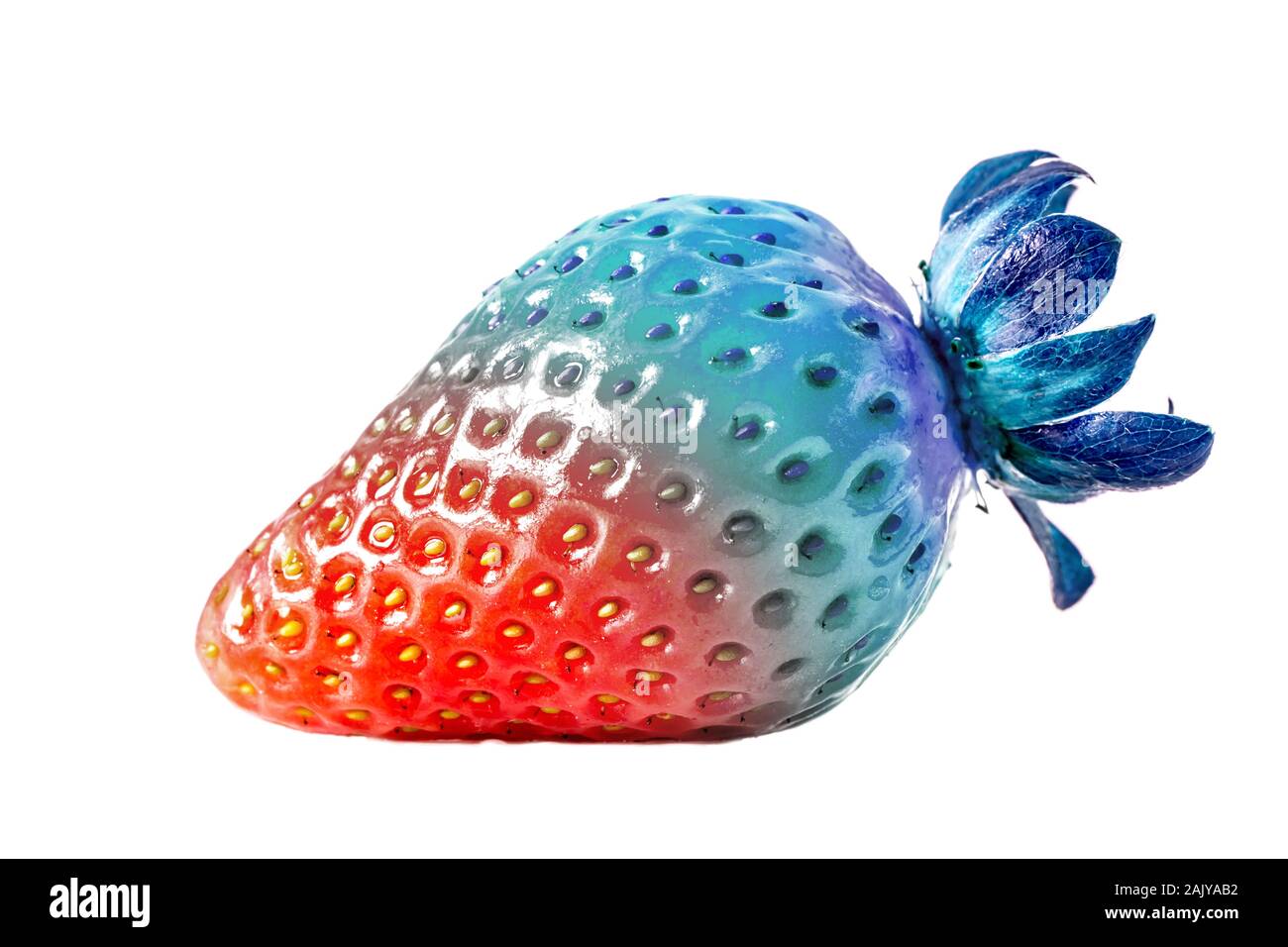 Creative foto macro di una fragola close-up nel 2020 colore trend con un gradiente dal rosso al blu. Fragola sono a metà rosso e metà blu Foto Stock
