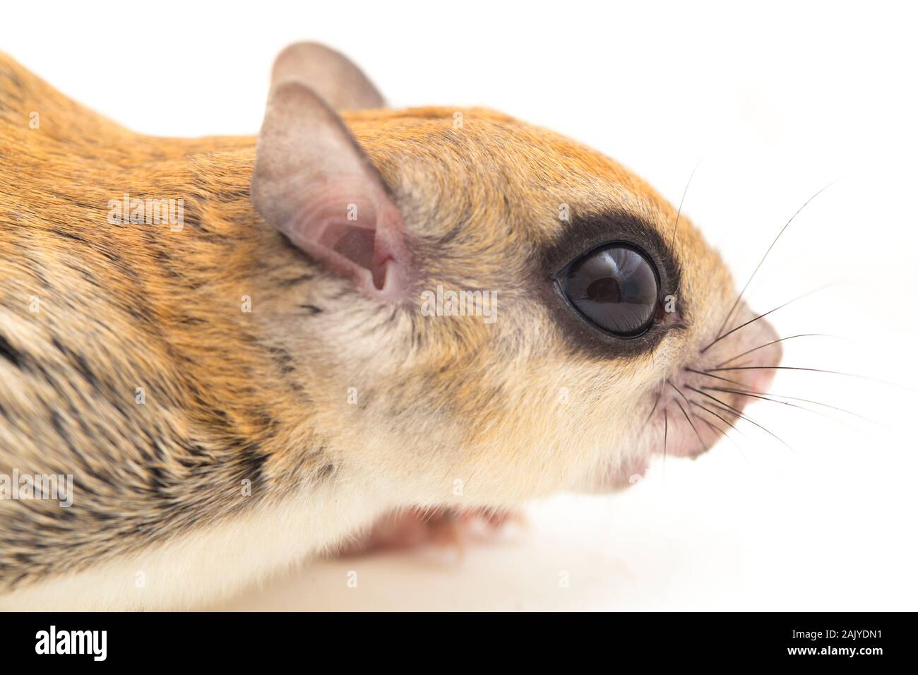 I Giavanesi scoiattolo battenti (Iomys horsfieldii) è una specie di roditore nella famiglia Sciuridae. Isolato su sfondo bianco Foto Stock