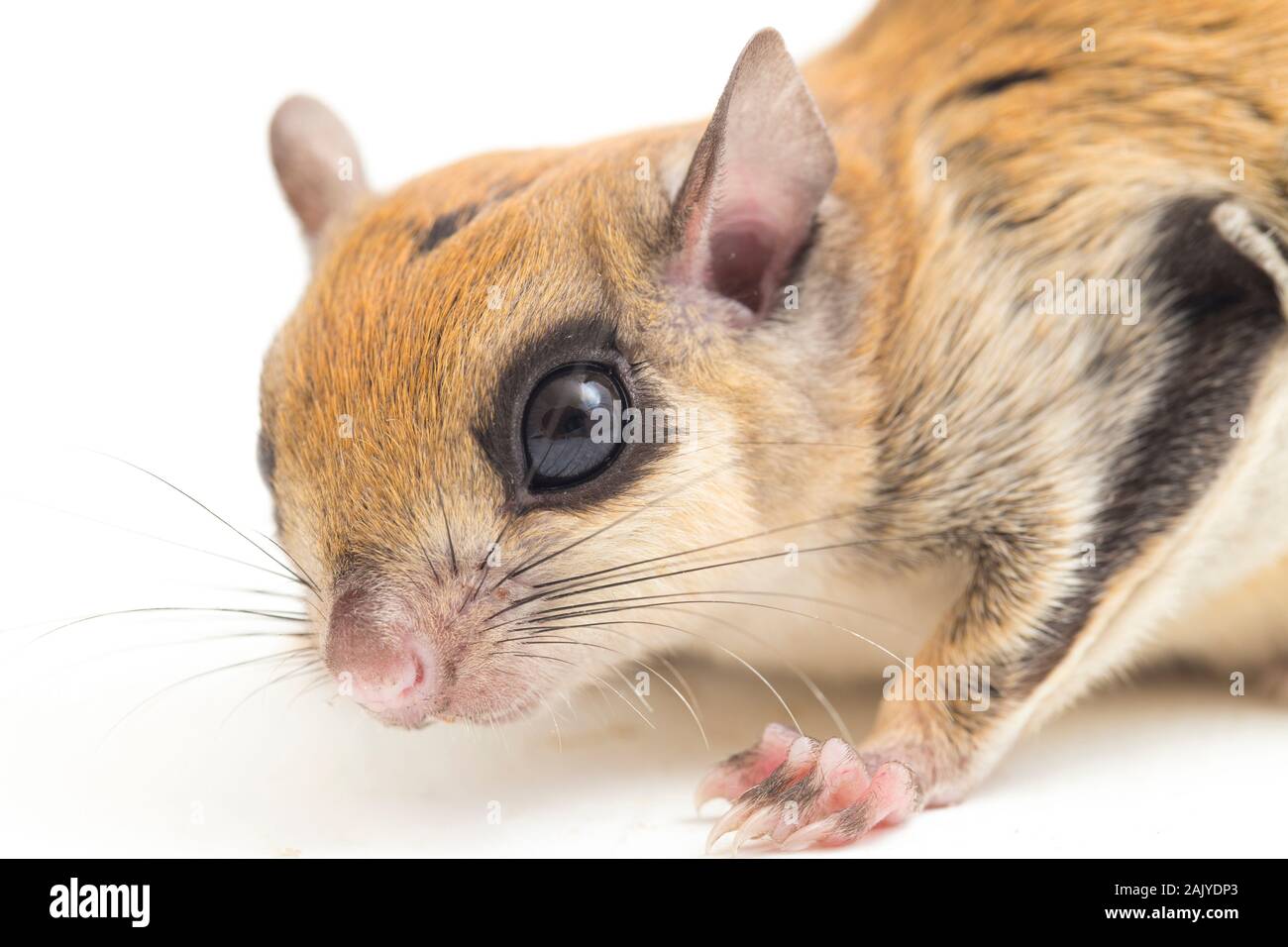 I Giavanesi scoiattolo battenti (Iomys horsfieldii) è una specie di roditore nella famiglia Sciuridae. Isolato su sfondo bianco Foto Stock
