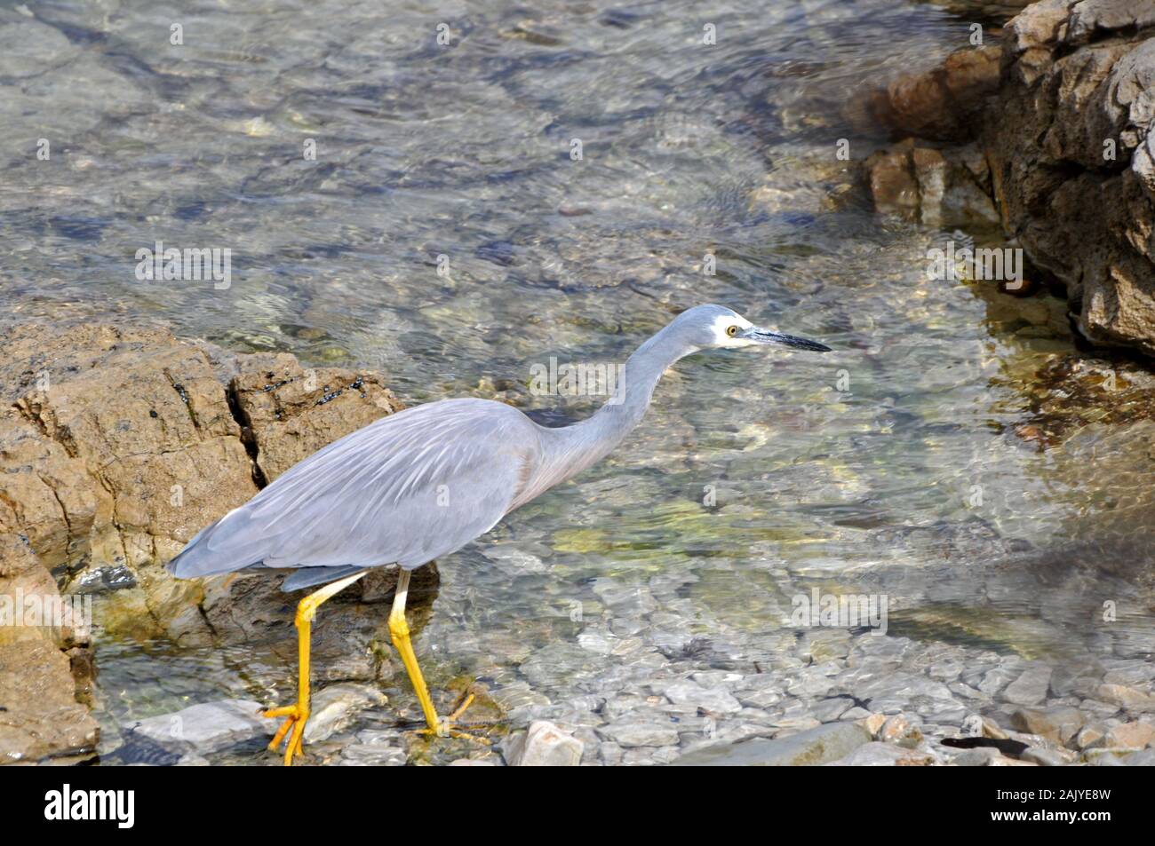 Intorno Alla Nuova Zelanda - Heron Bianco-Affrontato - Kaikoura, Isola Del Sud Foto Stock