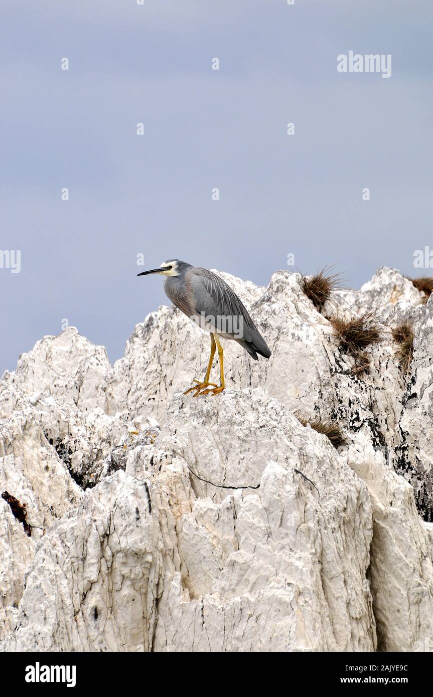 Intorno Alla Nuova Zelanda - Heron Bianco-Affrontato - Kaikoura, Isola Del Sud Foto Stock