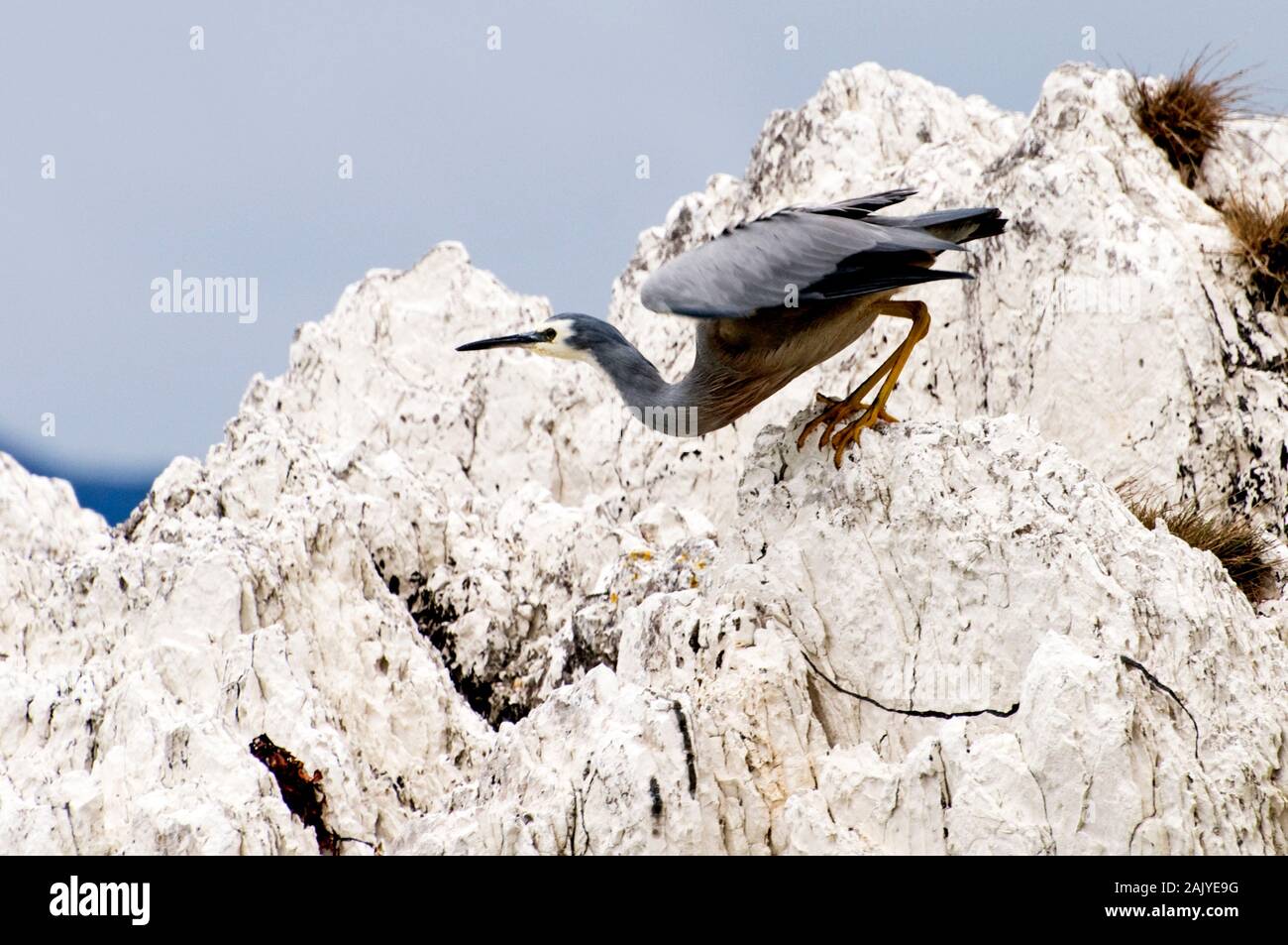 Intorno Alla Nuova Zelanda - Heron Bianco-Affrontato - Kaikoura, Isola Del Sud Foto Stock