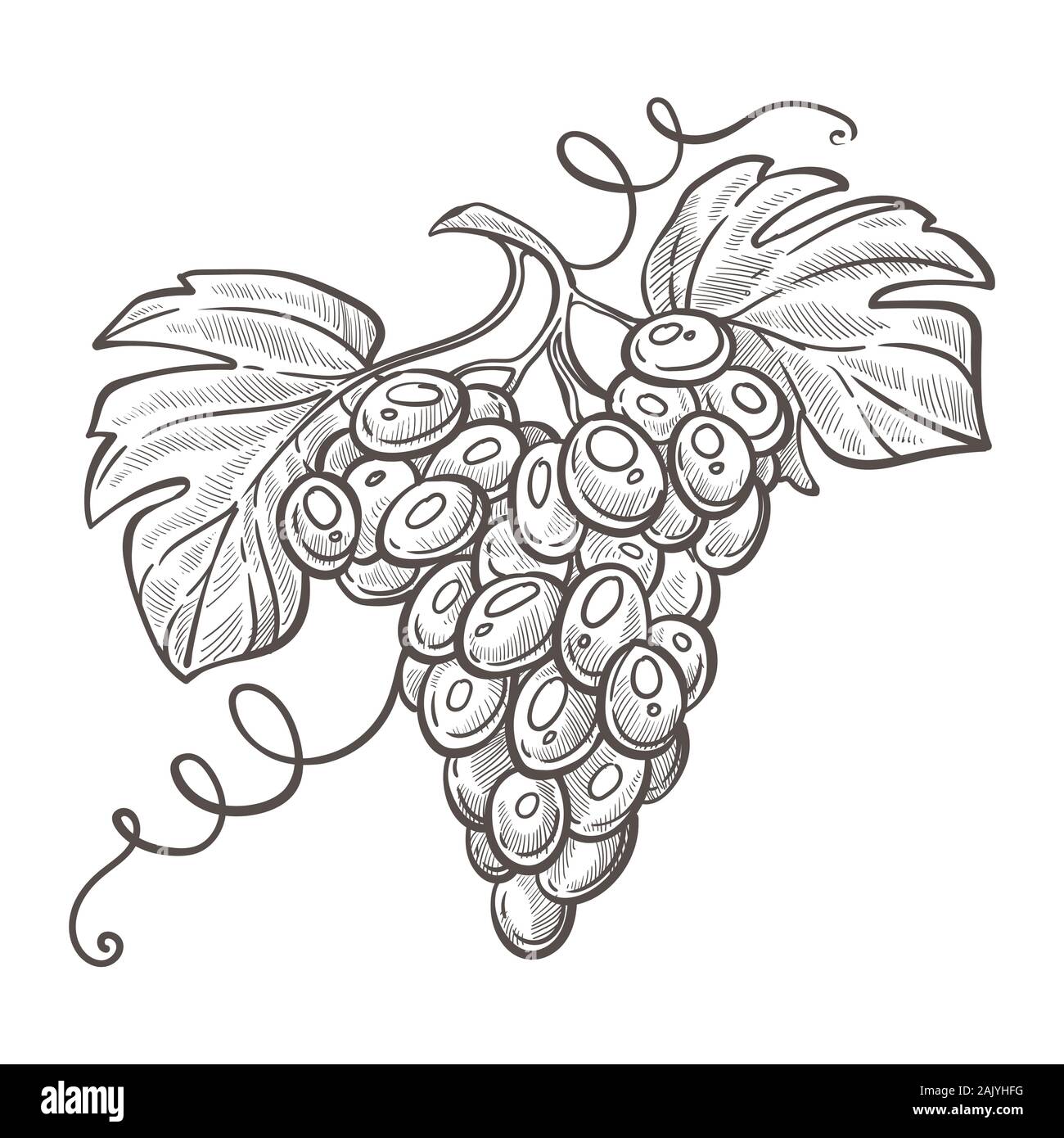 Grappolo di uva o bacche grappolo di grappolo di schizzo isolato, vinificazione Illustrazione Vettoriale