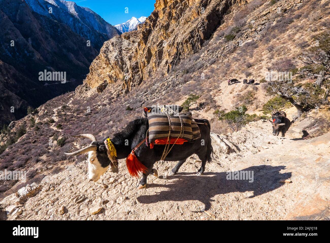 Un treno di yak che trasportano merci nella regione Dolpo del Nepal Himalaya Foto Stock