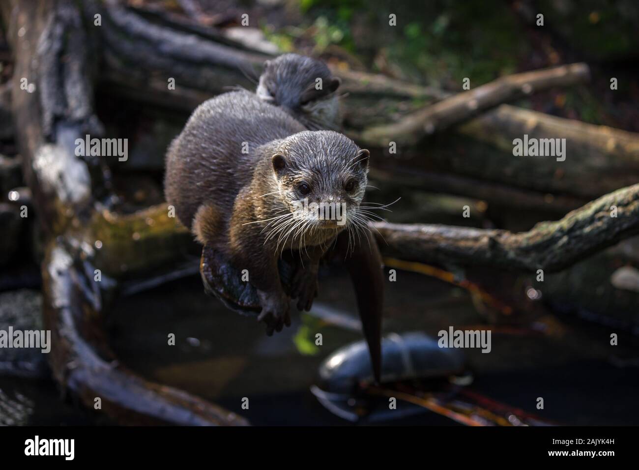 Carino piccolo asiatico-artigliato otter seduto su di un lembo di albero in prossimità di un fiume Foto Stock