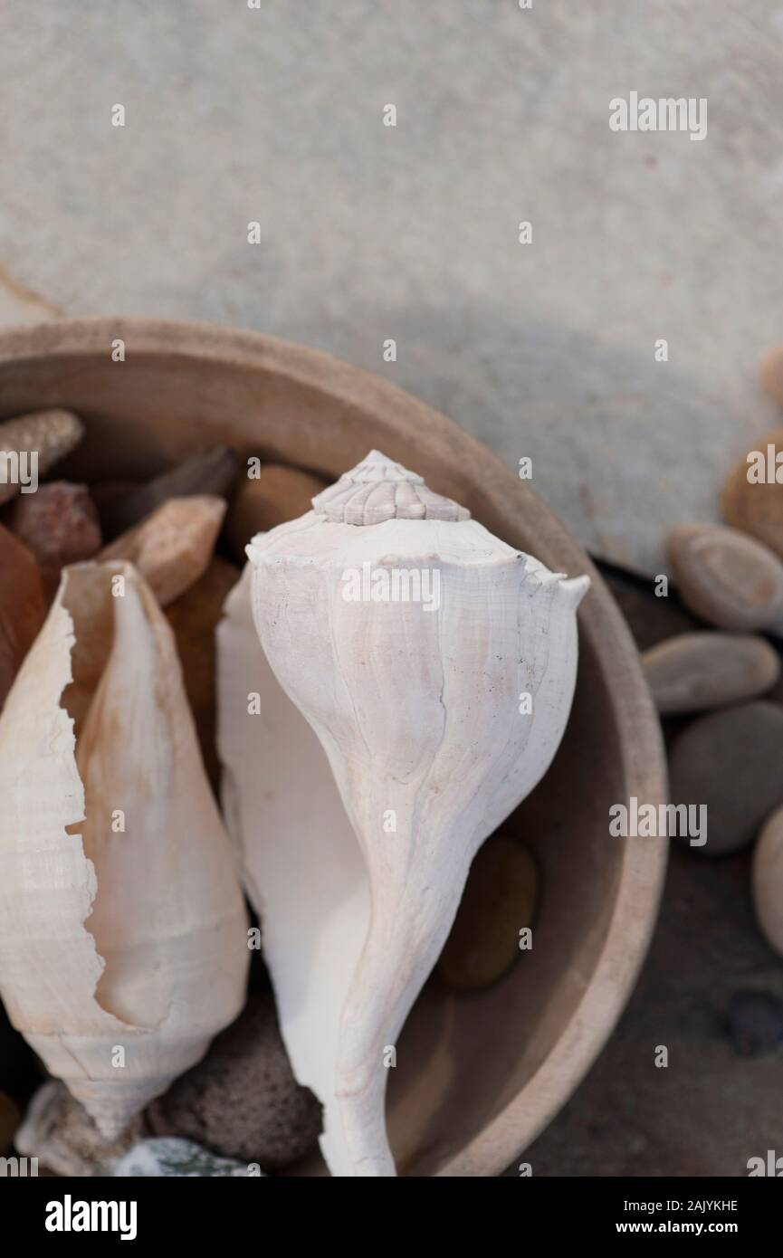 Belle conchiglie In una vecchia ciotola di legno ancora vita fotografia arte. Foto Stock