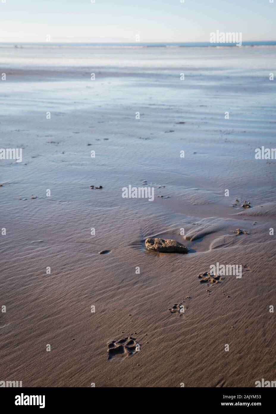 La zampa del cane stampa dopo una passeggiata con il cane nella sabbia di Saunton Sands Beach nel Devon del Nord Foto Stock