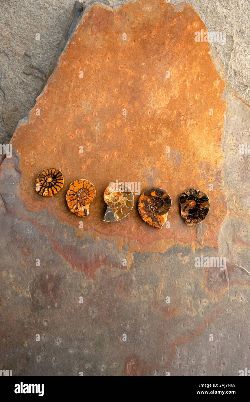 Ammoniti fossili di conchiglie sulla pietra. Oggetto naturale ancora vita fotografia. Foto Stock