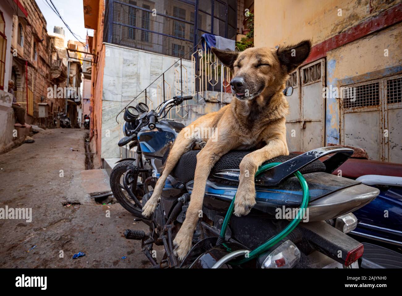 Indiano cane strada in Jaisalmer, Rajasthan, India Foto Stock
