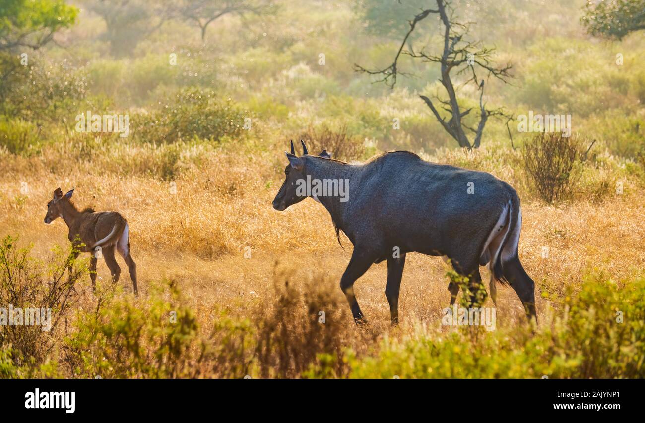 Nilgai o blue bull è la più grande antilope asiatici ed è endemica del subcontinente indiano. L'unico membro del genere Boselaphus. Ranthambore Nati Foto Stock