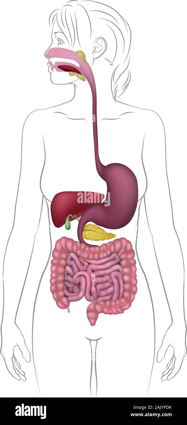 Apparato Digestivo umano donna schema anatomia Illustrazione Vettoriale