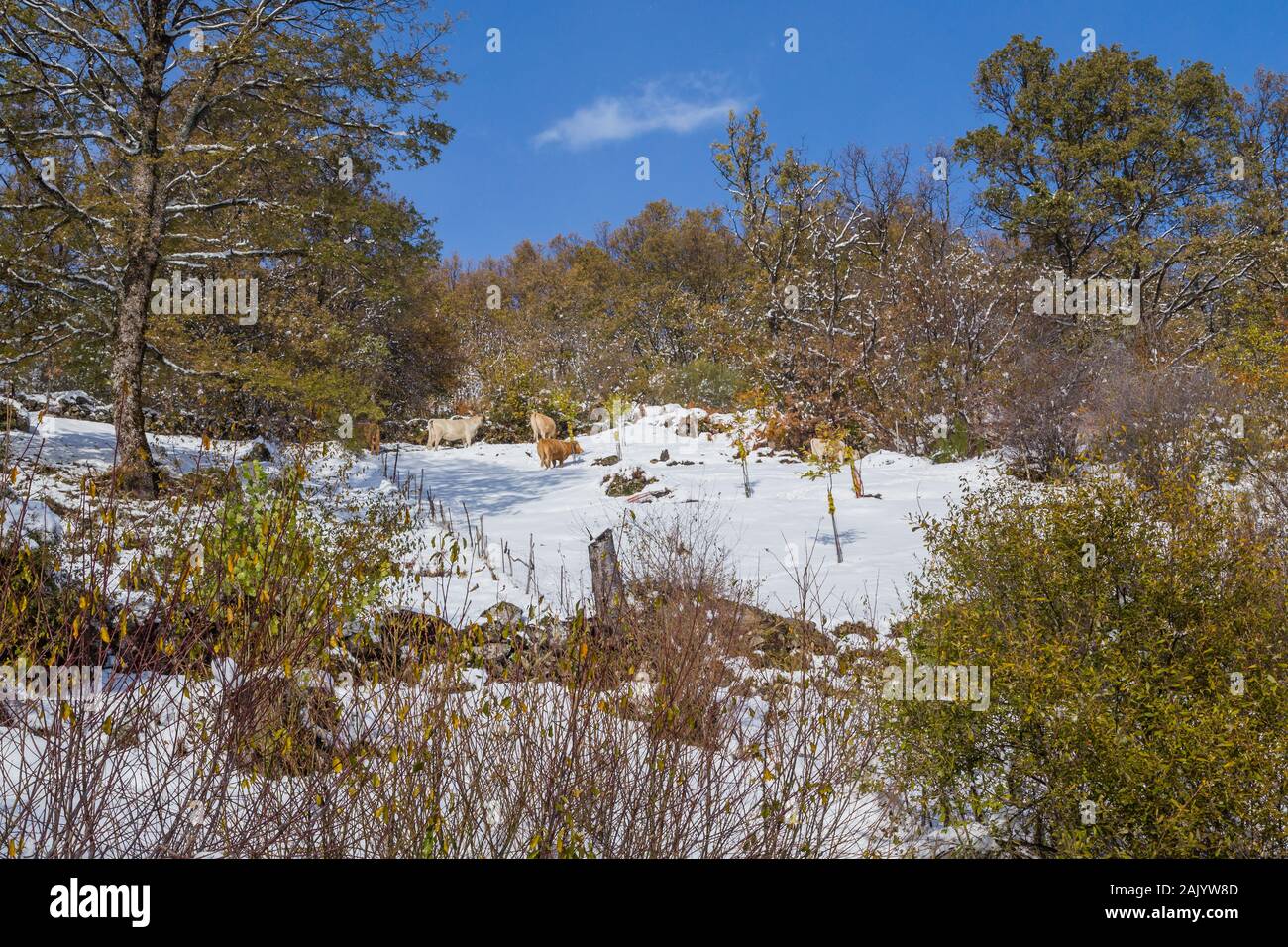 Le mucche in montagna con la neve di Sanabria, vicino al lago, Castilla y Leon, Spagna Foto Stock